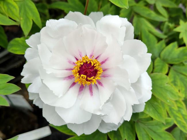 Paeonia 'Yue Gong Zhu Guang' (P. rockii 'White')
