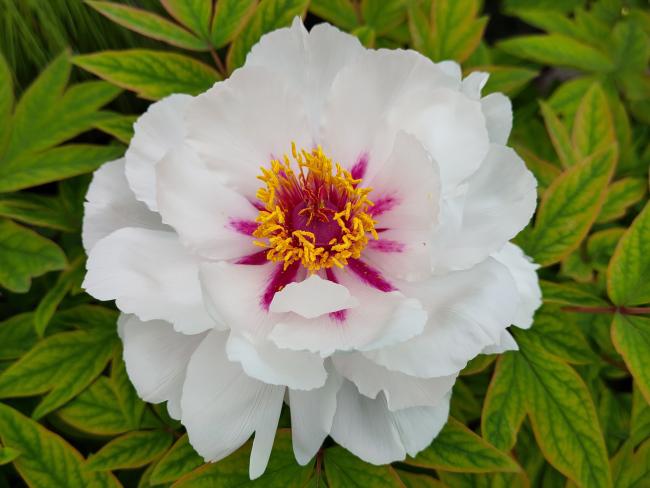 Paeonia 'Yue Gong Zhu Guang' (P. rockii 'White')