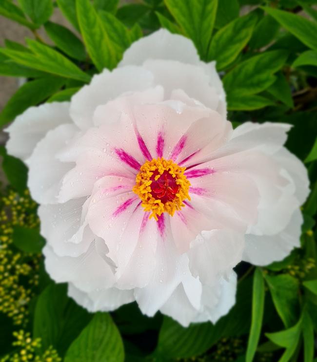 Paeonia 'Yue Gong Zhu Guang' (P. rockii 'White')