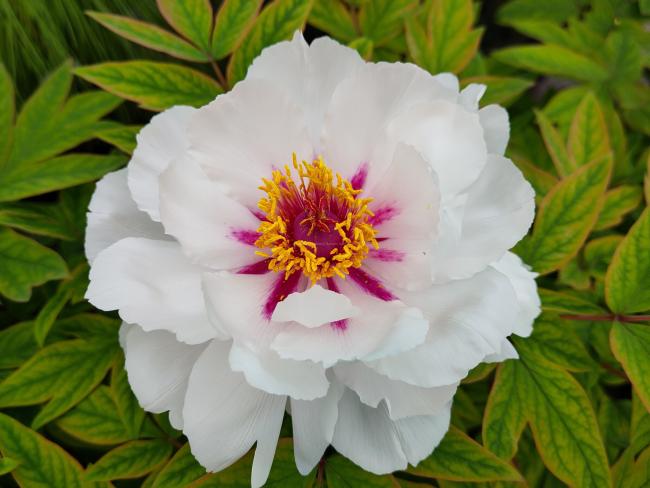 Paeonia 'Yue Gong Zhu Guang' (P. rockii 'White')