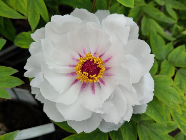 Paeonia 'Yue Gong Zhu Guang' (P. rockii 'White')