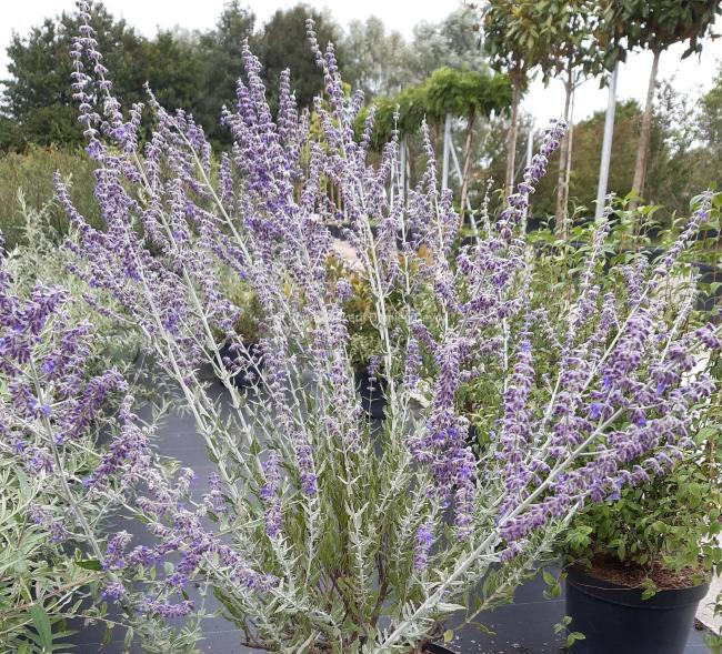 Perovskia atriplicifolia 'Little Spire'®