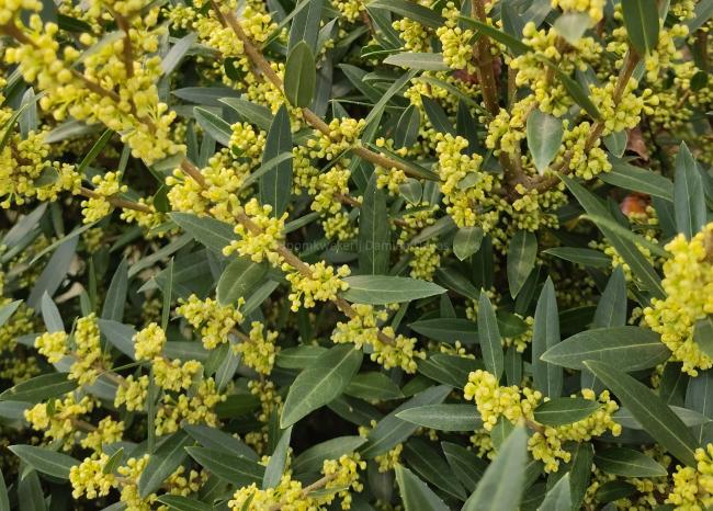 Phillyrea angustifolia