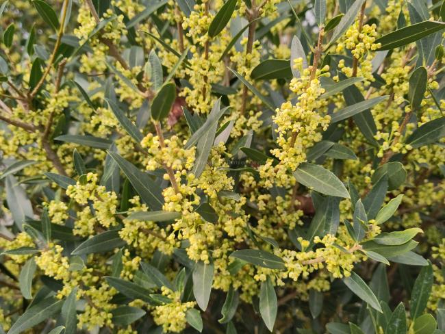 Phillyrea angustifolia