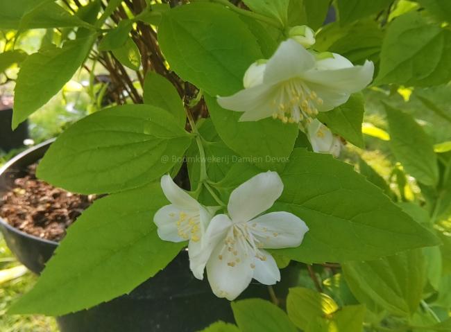 Philadelphus coronarius 'Aureus'
