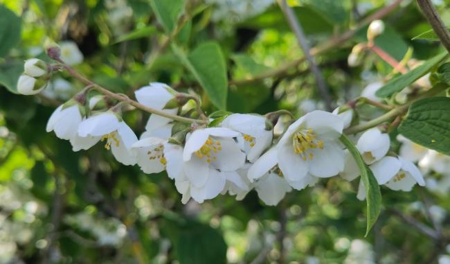 Philadelphus subcanus