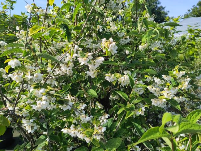 Philadelphus subcanus