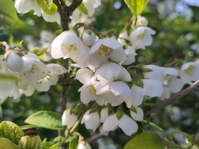 Philadelphus subcanus