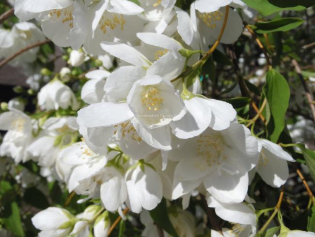 Philadelphus 'White Rock' (='Pekphil')