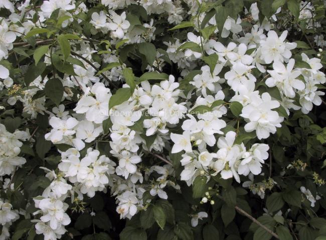 Philadelphus 'White Rock' (='Pekphil')