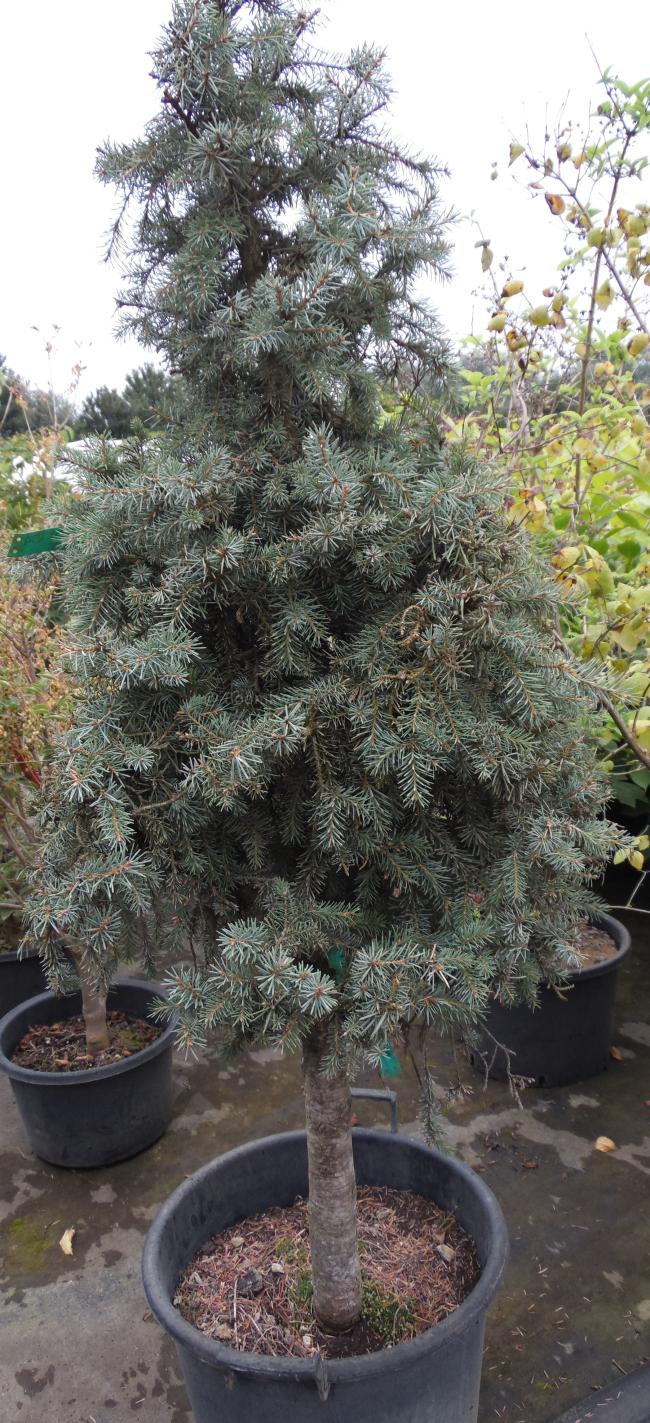 Picea breweriana