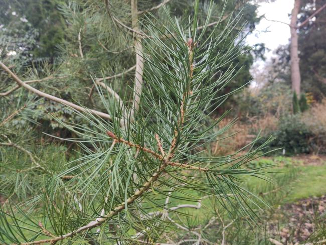 Pinus bungeana