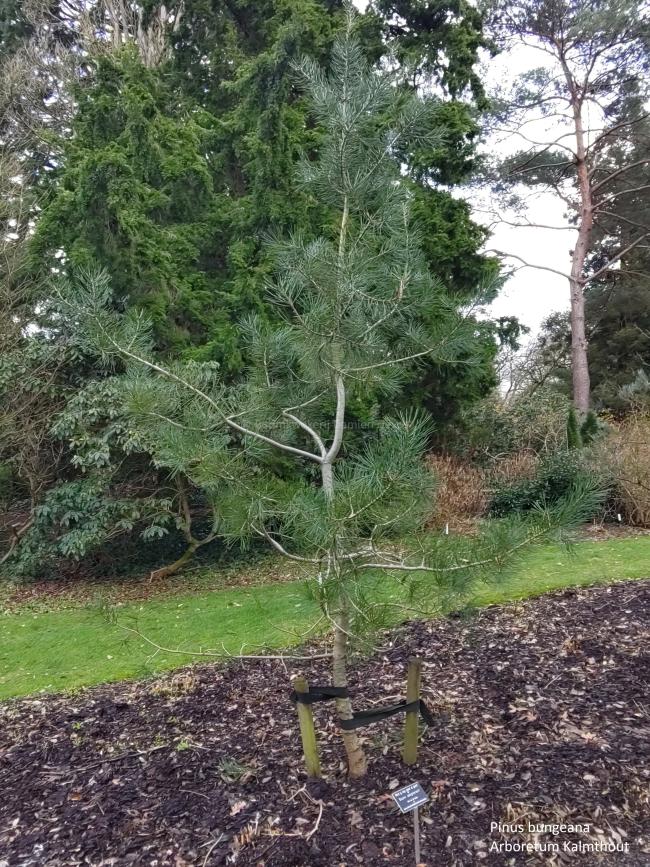 Pinus bungeana