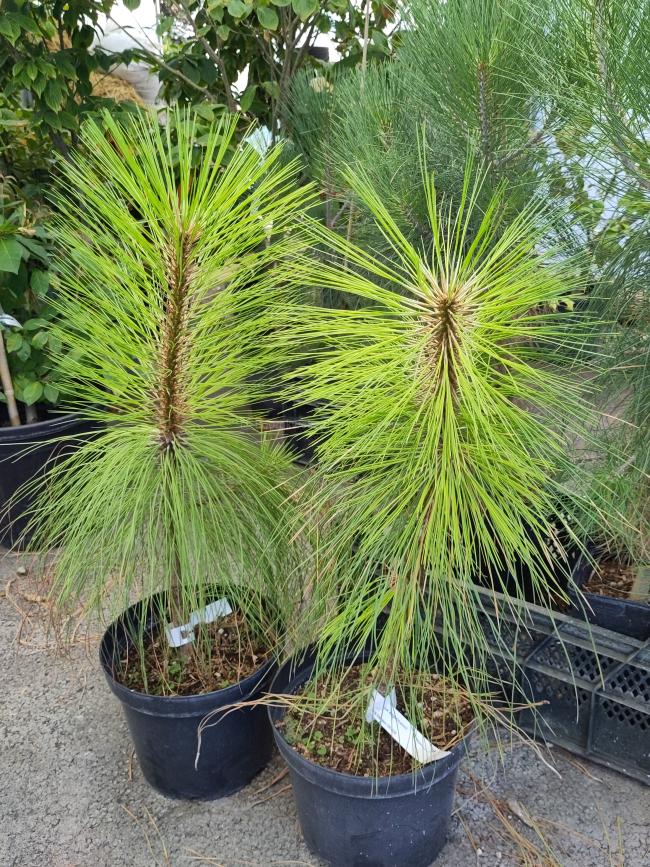 Pinus engelmannii
