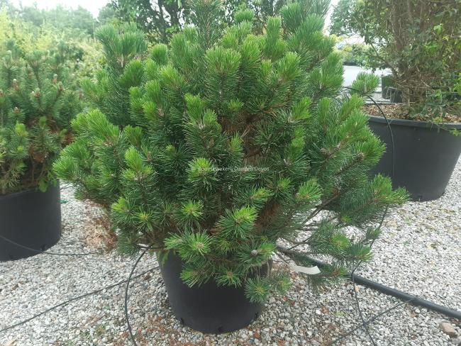 Pinus mugo 'Mops'