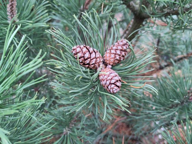 Pinus mugo subsp. mugo
