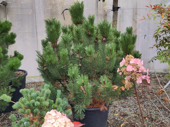 Pinus mugo subsp. mugo