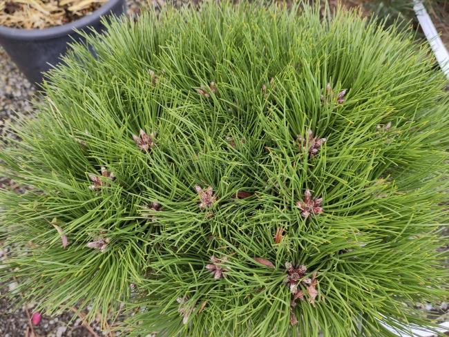 Pinus nigra 'Marie Brégeon' ®