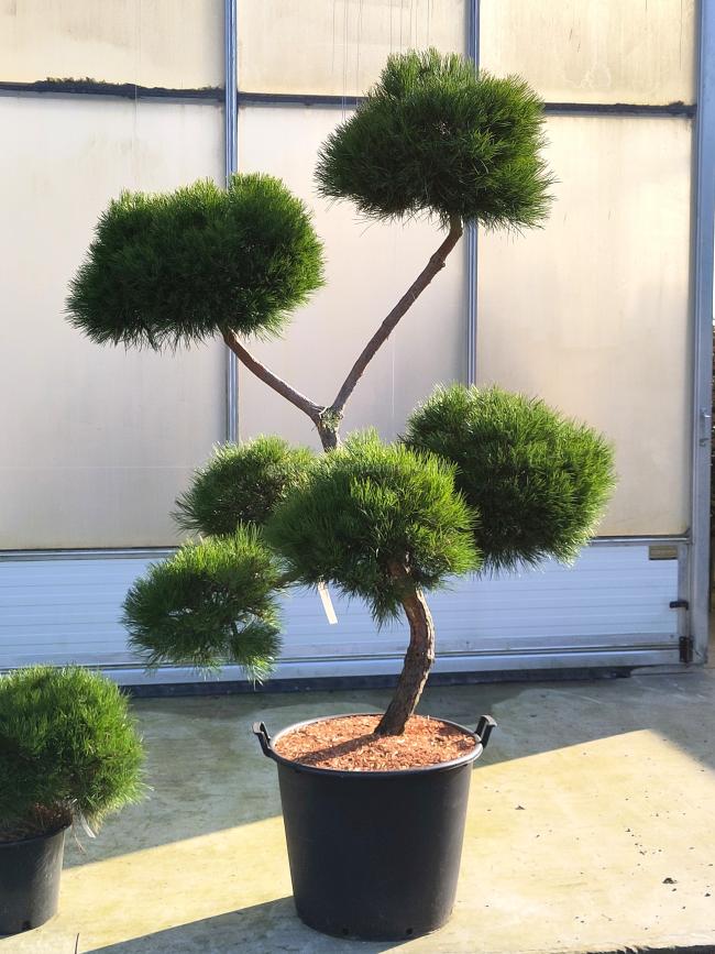 Pinus nigra 'Marie Brégeon' ®