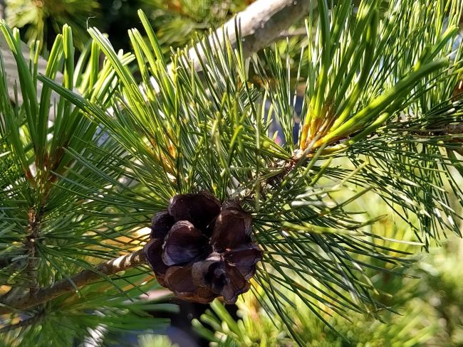 Pinus parviflora 'Glauca'