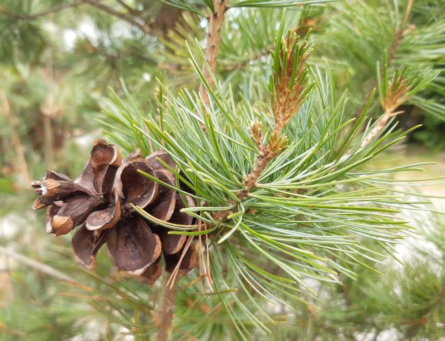 Pinus parviflora 'Glauca'