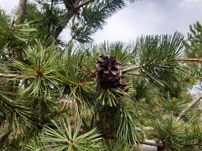 Pinus parviflora 'Glauca'