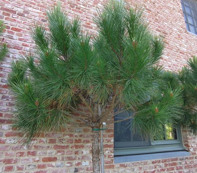 Pinus pinea
