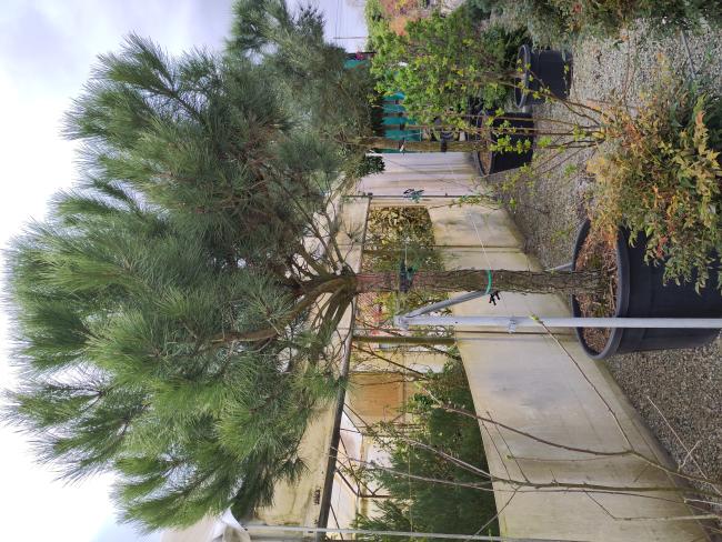Pinus pinea
