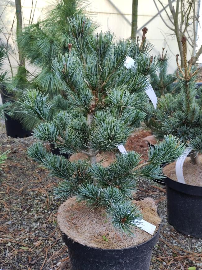 Pinus parviflora 'Negishi'