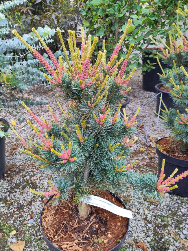 Pinus parviflora 'Negishi'