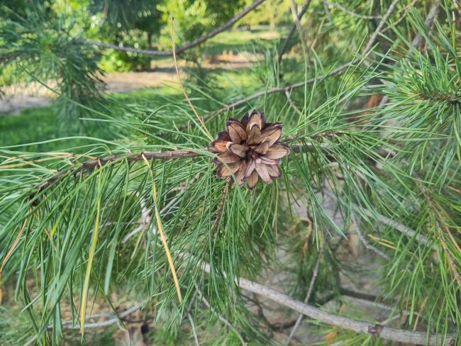 Pinus sylvestris