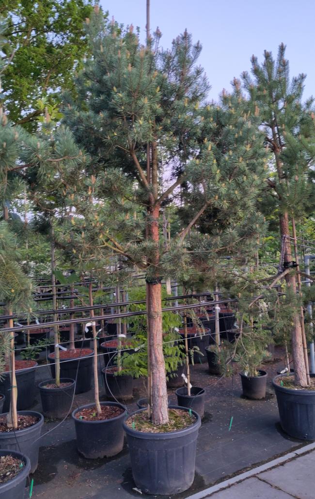 Pinus sylvestris