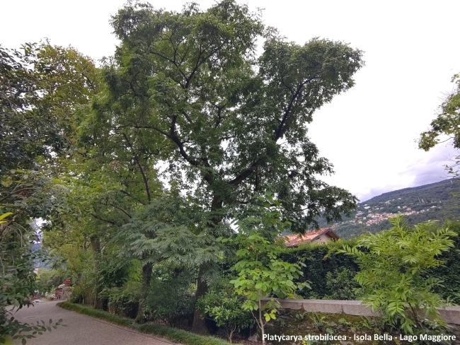 Platycarya strobilacea