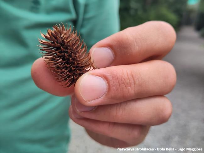Platycarya strobilacea