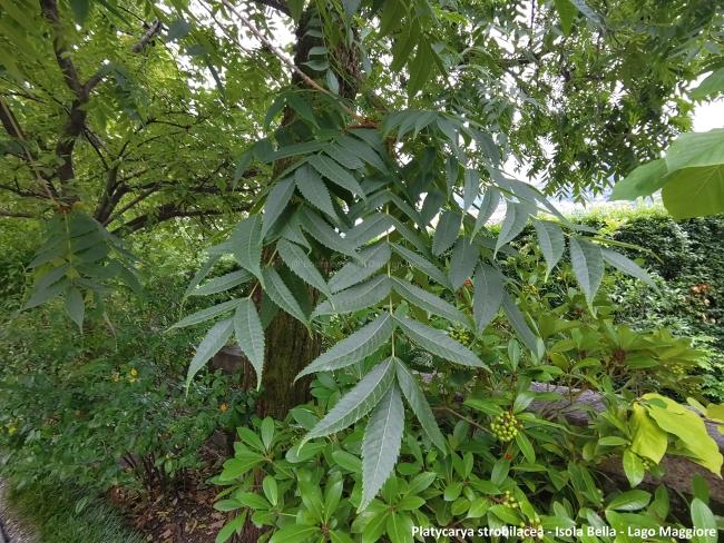 Platycarya strobilacea