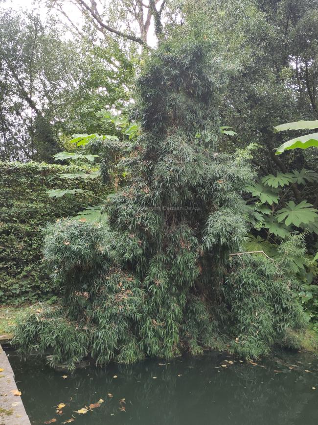 Podocarpus salignus