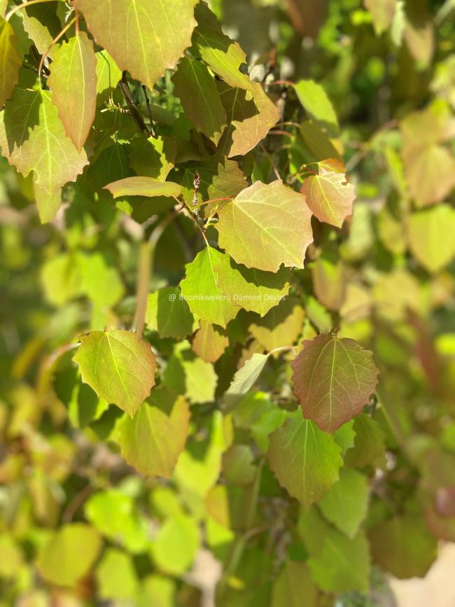 Populus tremula 'Erecta'