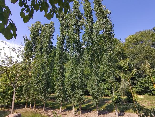 Populus tremula 'Erecta'