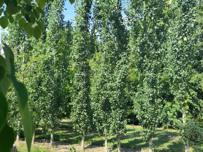 Populus tremula 'Erecta'