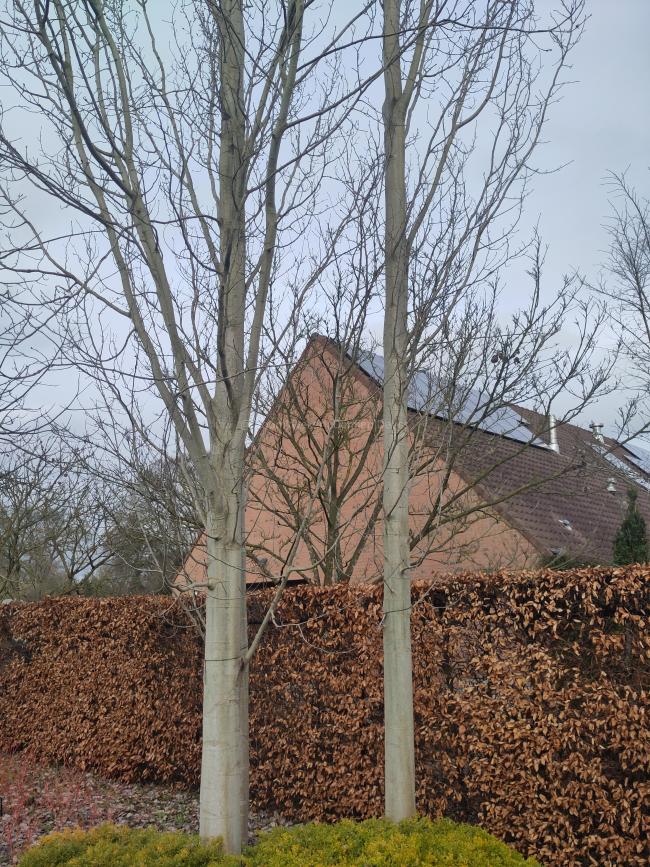 Populus tremula 'Erecta'