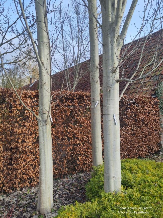 Populus tremula 'Erecta'