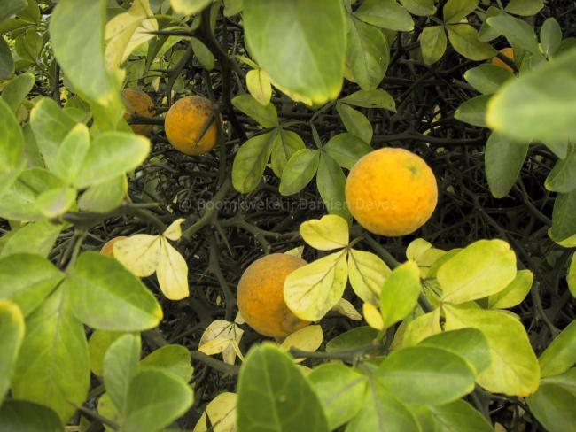 Poncirus trifoliata