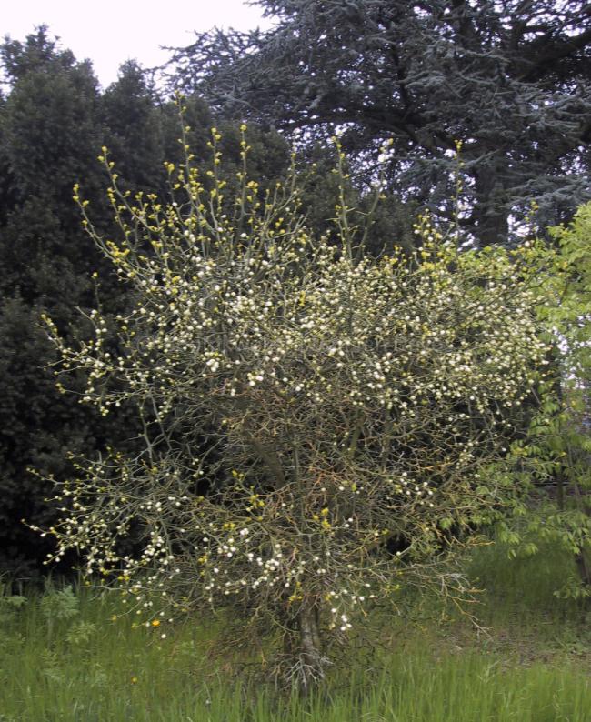 Poncirus trifoliata