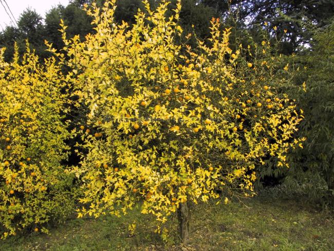 Poncirus trifoliata