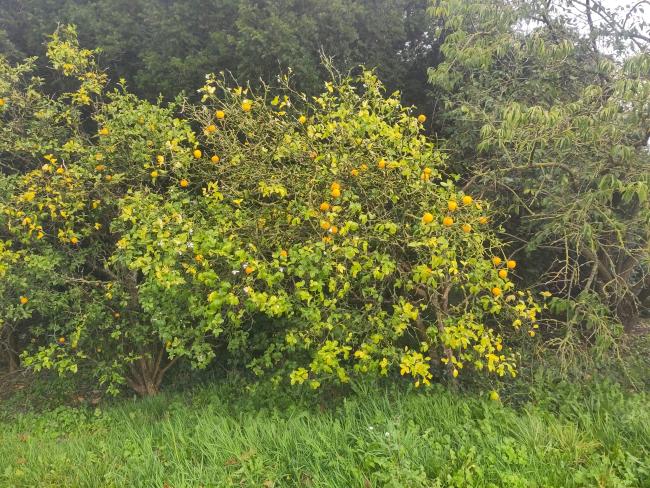 Poncirus trifoliata