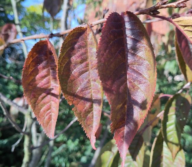 Prunus 'Accolade'