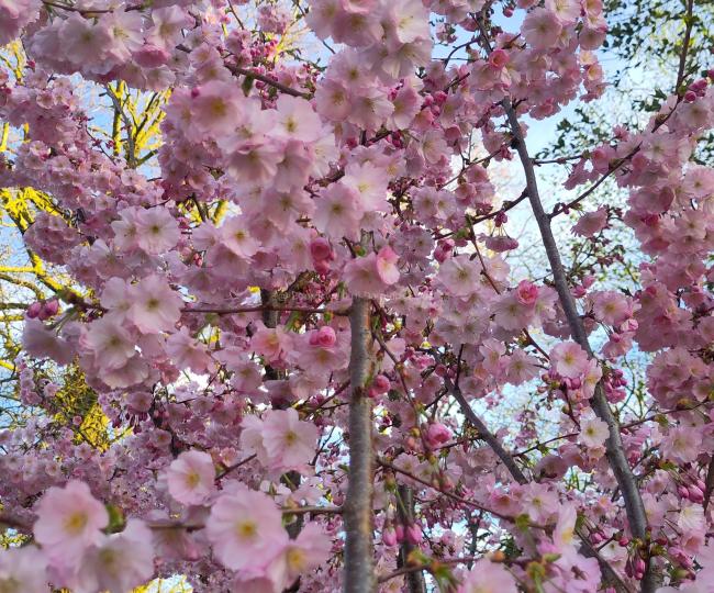 Prunus 'Accolade'