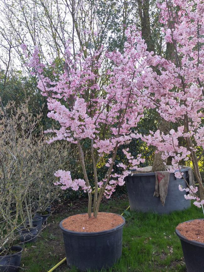 Prunus 'Accolade'
