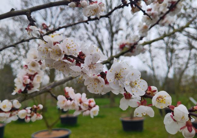 Prunus armeniaca 'Tros Oranje'