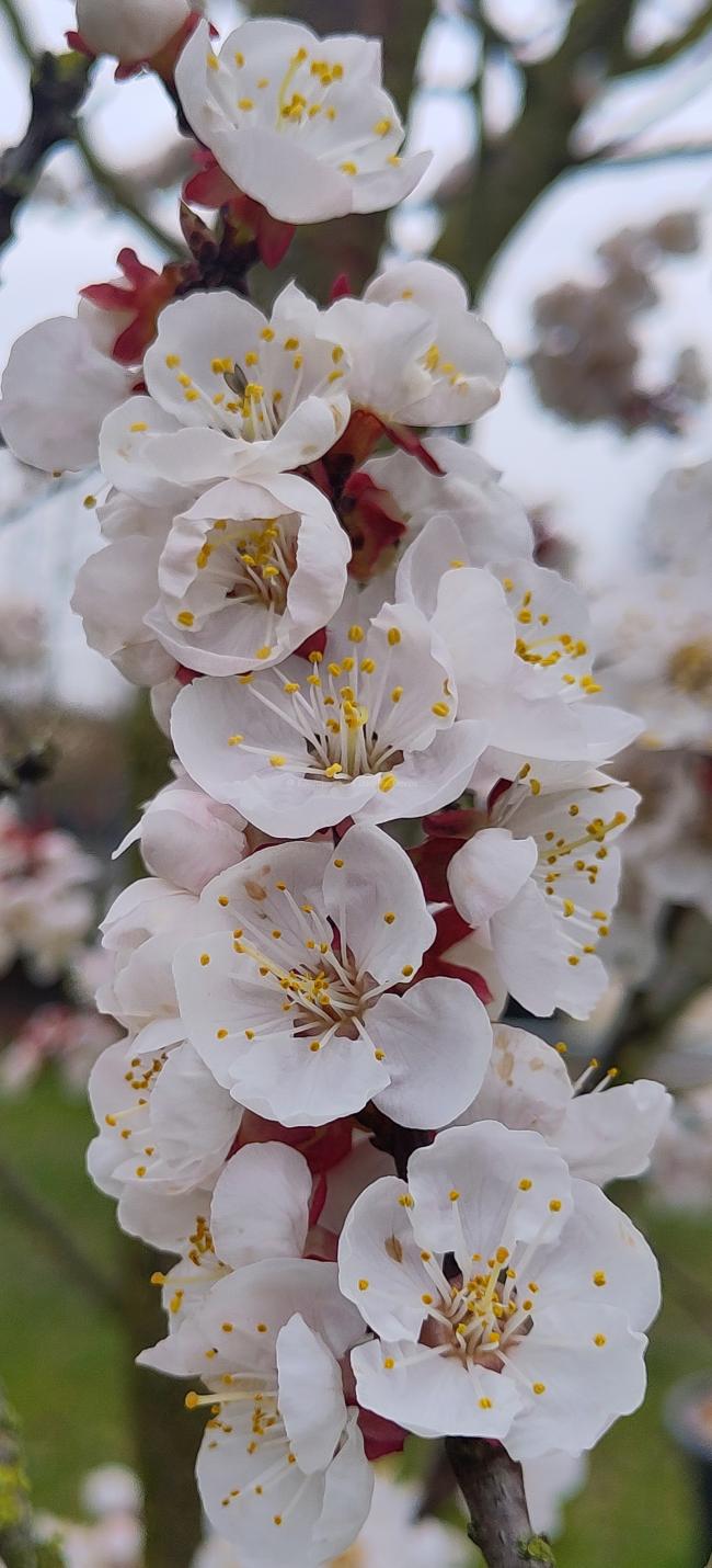 Prunus armeniaca 'Tros Oranje'